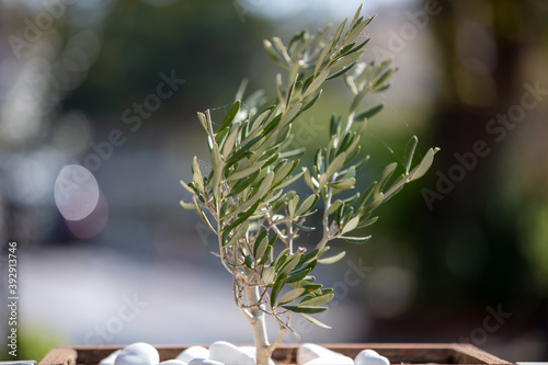 Small olive tree growing in pot, closeup view