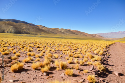 Straight dirt road on the right crossing a vast valley, little yellow bushes on the sides. Foreground blurred, background in focus, Puna, Argentina photo