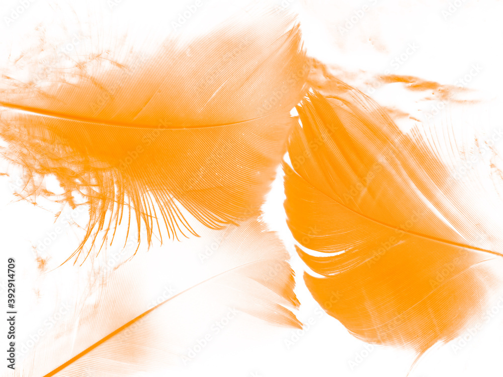 Beautiful abstract white and brown feathers on black background, soft  yellow feather texture on white pattern and yellow background, feather  background, gold feathers banners Stock Photo