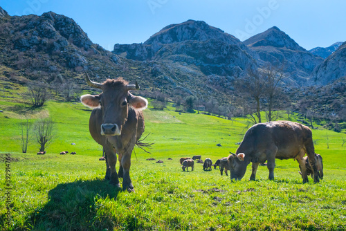 VACA - COW, Bejes village, Cillórigo de Liébana, Liébana Valley, Cantabria, Spain, Europe photo