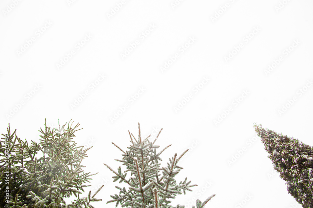On a white background of the sky on the fir branches there is snow for the new year. On a white background of the sky on the fir branches there is snow for the new year.