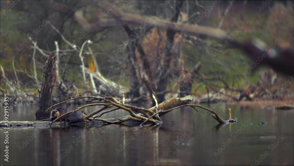 Water rat on the lake yawns, washes its paws. Water rat on the lake yawns, washes its paws.