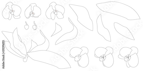 Orchid flowers, a set of isolated images. vector illustration in lines, eps