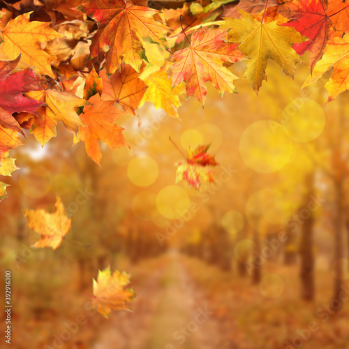 Beautiful colorful autumn leaves and blurred park on background