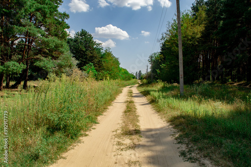 path in the forest