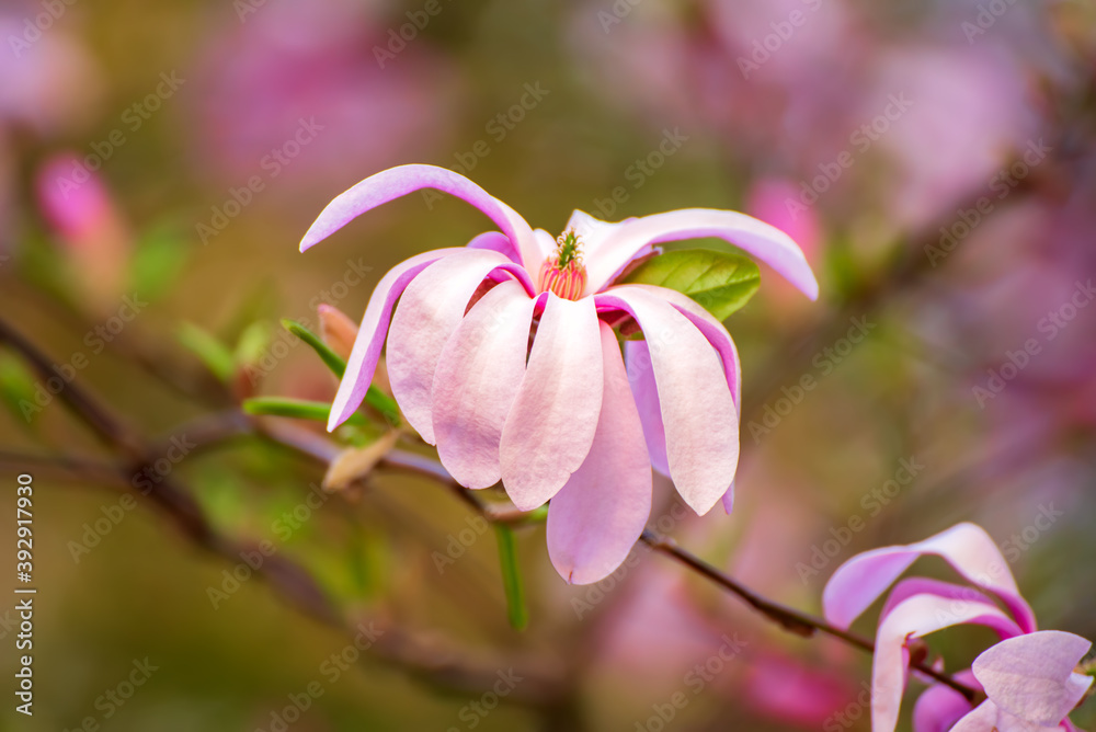 Fototapeta premium Magnolia spring flowers