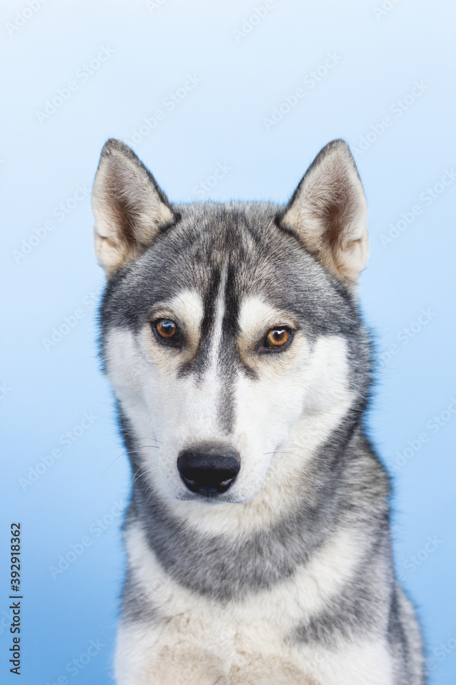 Serious siberian husky on blue background, studio