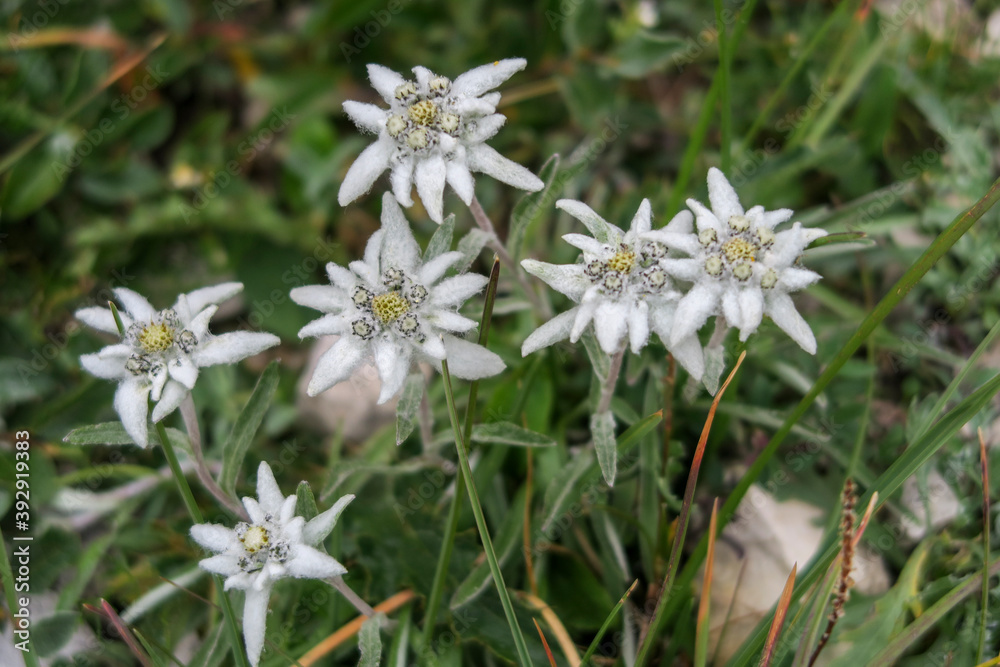 Alpine edelweiss flowers hidden in the grass Alpine edelweiss flowers hidden in the grass