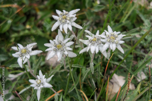 Alpine edelweiss flowers hidden in the grass