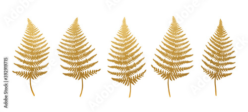 Golden Fern Leaves Set - Vector Fern Collection
