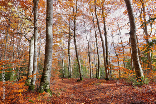 Gorgeous autumn forest in Tena Valley, Huesca province, Spain © estivillml