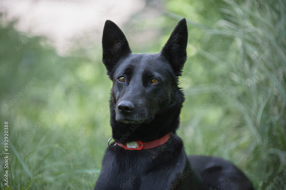 black shiny dog for a walk on a sunny day