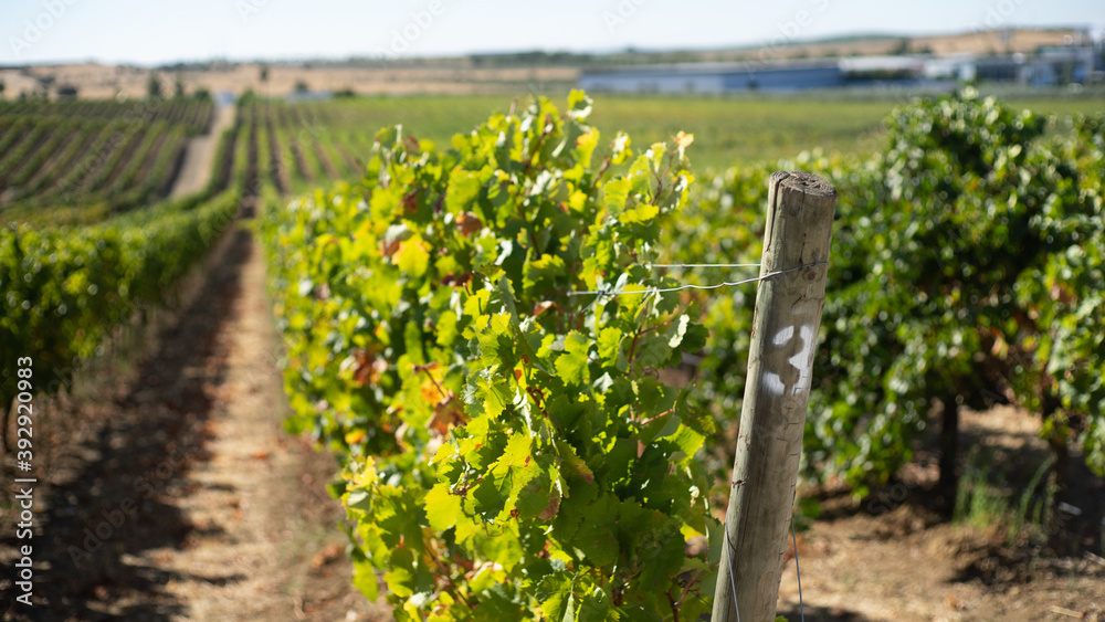 Vineyard in rural alentejo during the wine making season, picking grapes Vineyard in rural alentejo during the wine making season, picking grapes