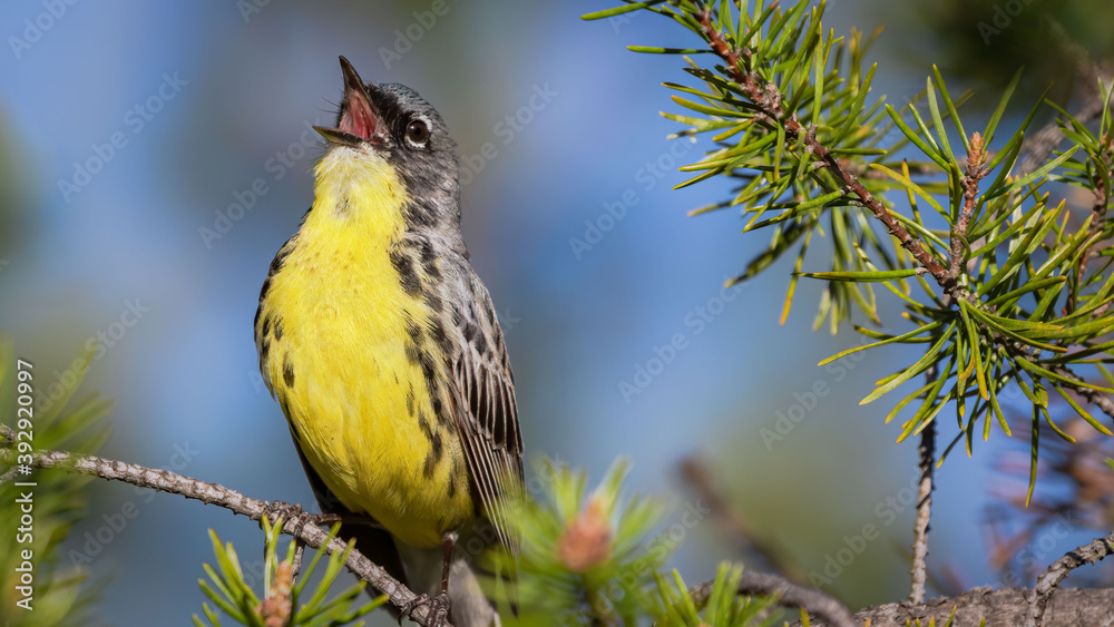 Εκτύπωση καμβά Kirtland's Warbler singing in pine tree