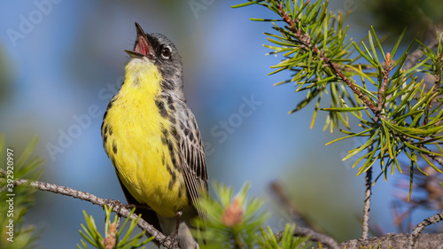 Quadro em tela Kirtland's Warbler singing in pine tree