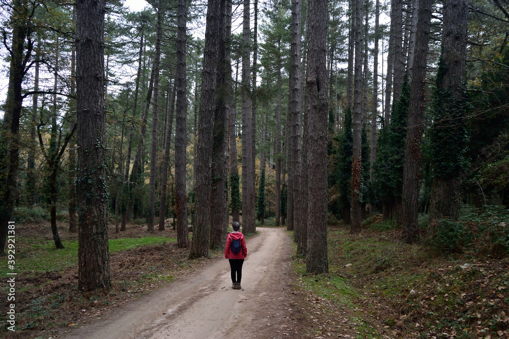 Il bosco di Pini Larice nella Foresta Fiorentini Il bosco di Pini Larice nella Foresta Fiorentini