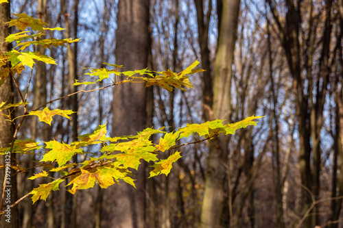 Fototapeta Naklejka Na Ścianę i Meble -  Piękne kolory jesiennego lasu, Podlasie, Polska