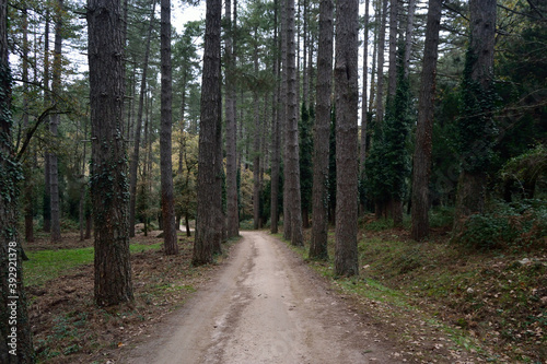 Il bosco di Pini Larice nella Foresta Fiorentini © Rodolfo