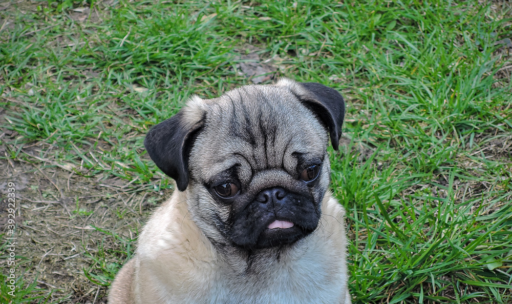 pug puppy