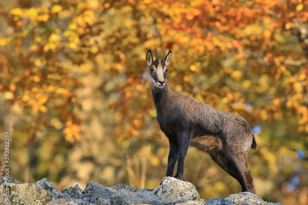 Chamois, Rupicapra rupicapra, in the stone hill. Studenec hill, Czech Republic. Animal from Alp. Autumn tree, background. Chamois, Rupicapra rupicapra, in the stone hill. Studenec hill, Czech Republic. Animal from Alp. Autumn tree, background.