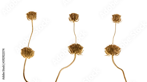 Set of three dry flowers isolated.