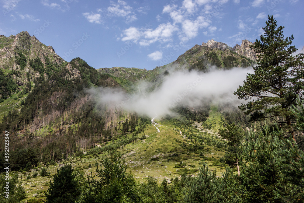 forest zone in the Caucasus mountains in summer