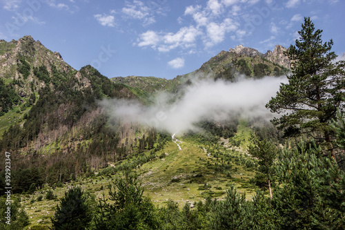 forest zone in the Caucasus mountains in summer