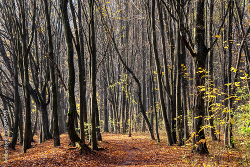 Fototapeta Naklejka Na Ścianę i Meble -  Piękne kolory jesiennego lasu, Podlasie, Polska
