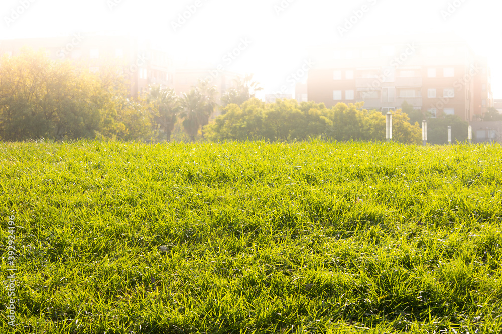 Healthy and well cared for green grass