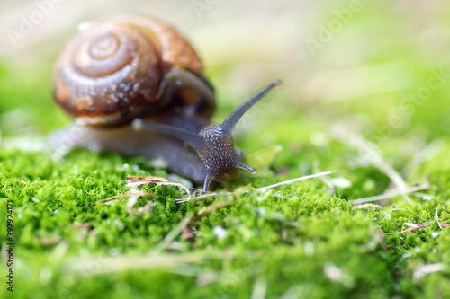 little snail creeps on moss