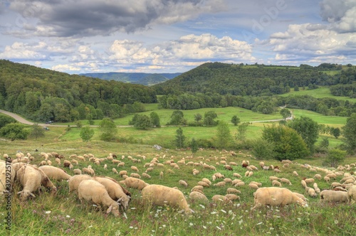 Schafe auf der Alb