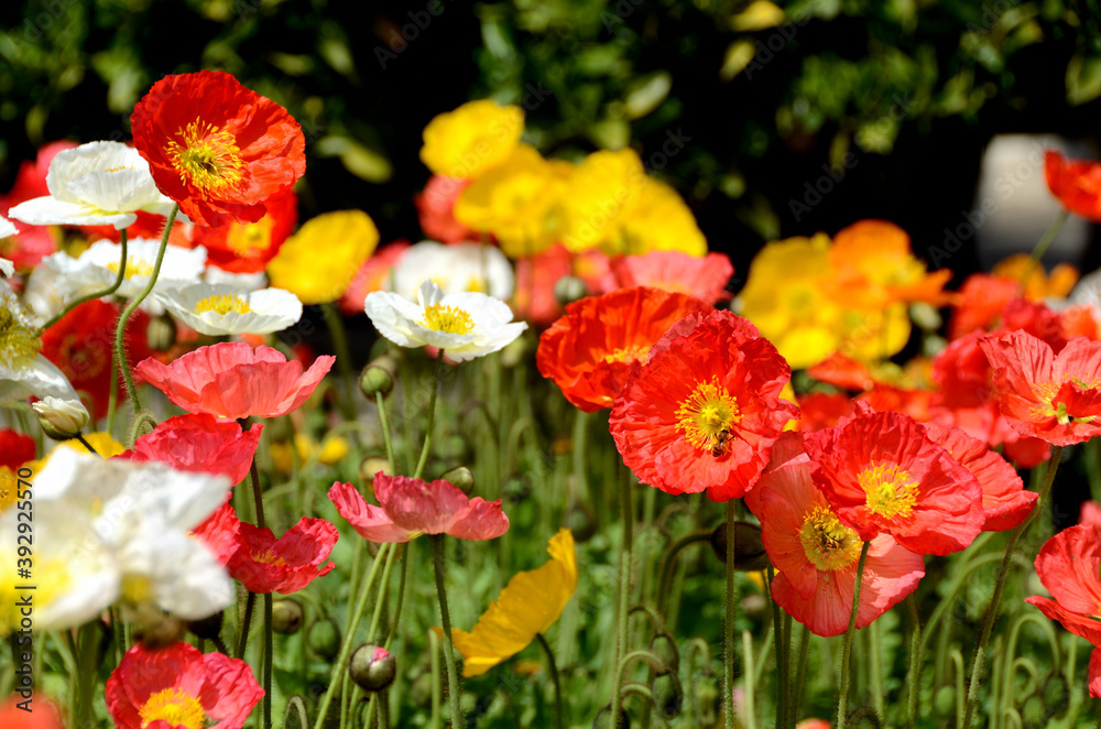 Red, yellow and white poppies
