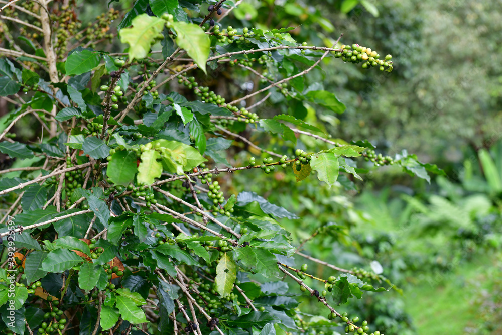 Coffee beans on the coffee tree. Coffee beans on the coffee tree.