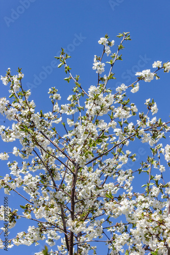 Blooming cherry tree. Cherry flowers on the tree close-up. Shallow focus. © Алекс Швачко