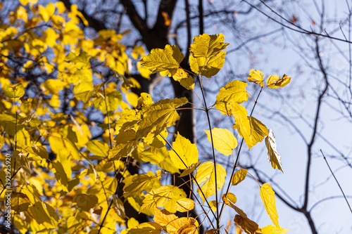 Group of bright yellow and orange carved Tatar maple leaves is on a blue sky background in a park in autumn