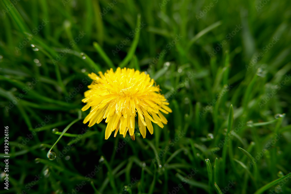 Yellow dandelion flowers (Taraxacum officinale). Dandelions field background on spring sunny day. Blooming dandelion. Yellow dandelion flowers (Taraxacum officinale). Dandelions field background on spring sunny day. Blooming dandelion.