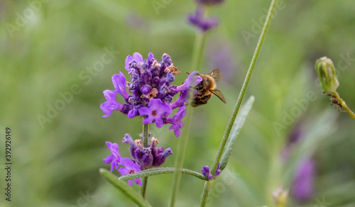 Bee on a flower © Hamza
