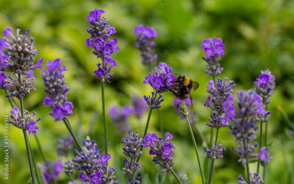 Obraz premium Bee on a flower
