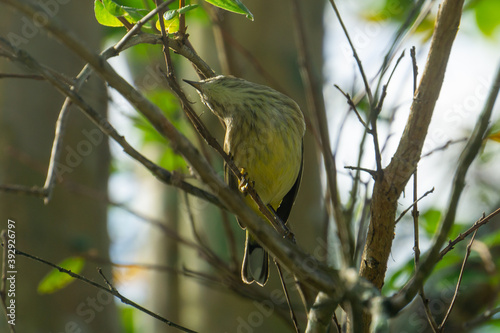 Palm Warbler (Setophaga palmarum) sitting on a branch bending in a funny way looking for bugs, Stuart, Florida, USA
