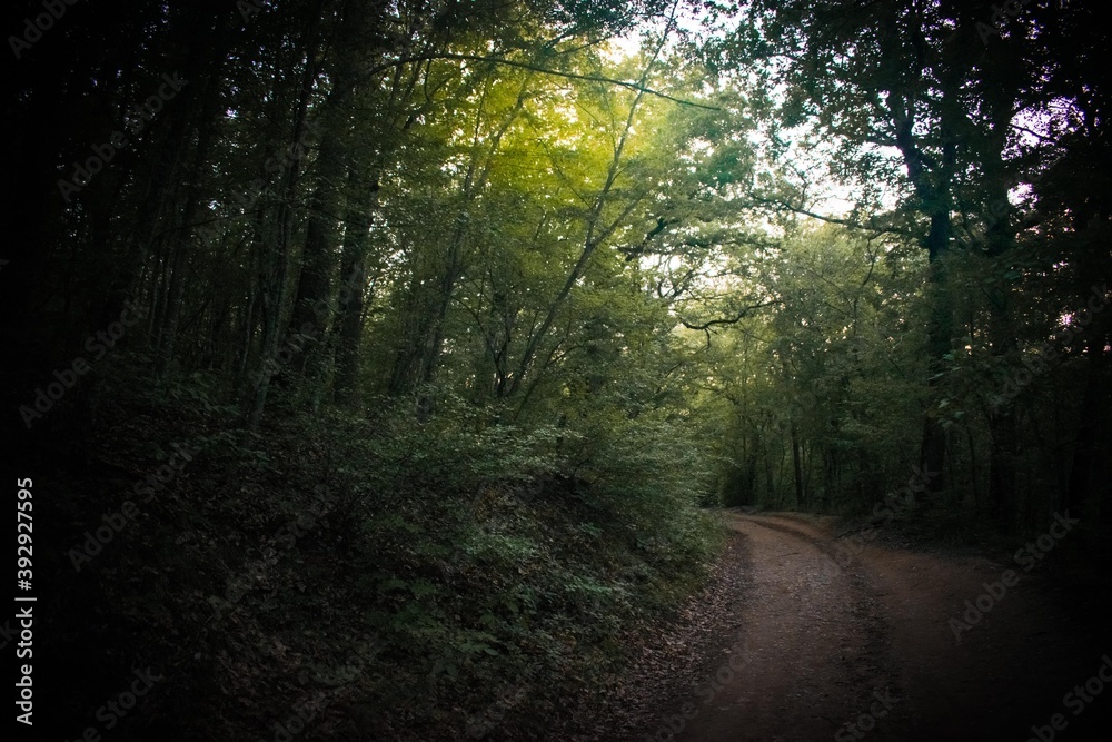 Fototapeta premium Path in the forest in semi-darkness with the rays of the sun
