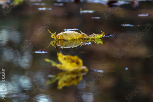 Ahorn Blätter im Herbst schwimmen auf den See photo