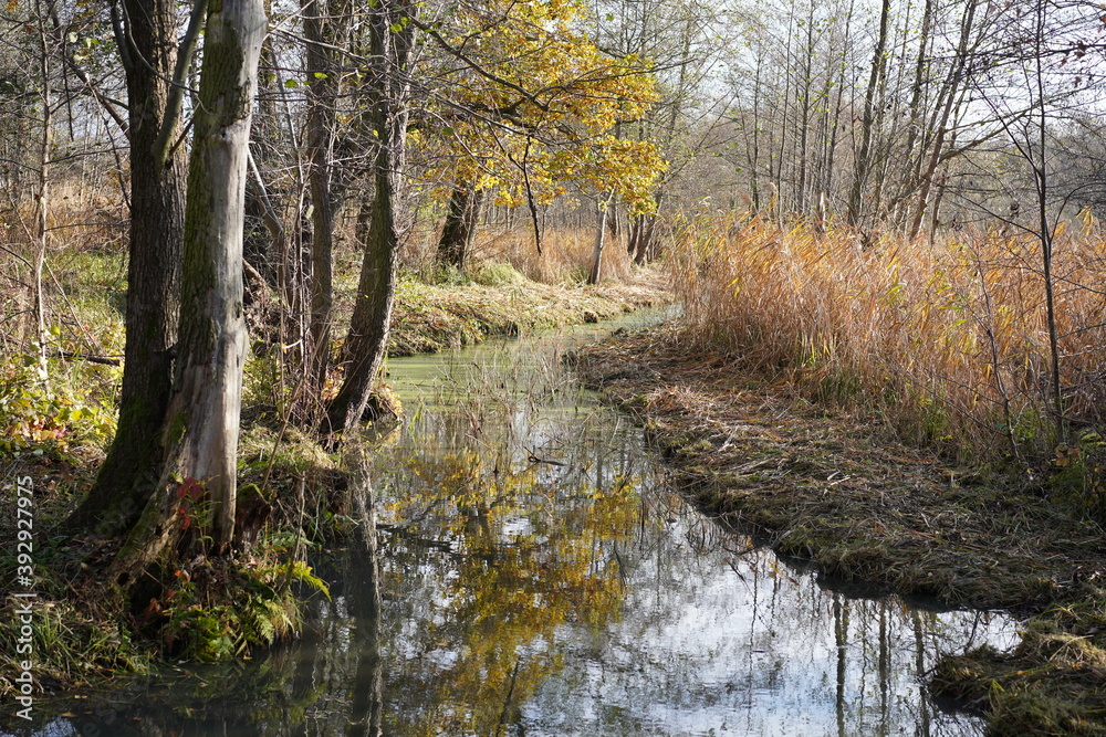 Fototapeta premium Herbstlicher Spreewald bei Sonnenschein