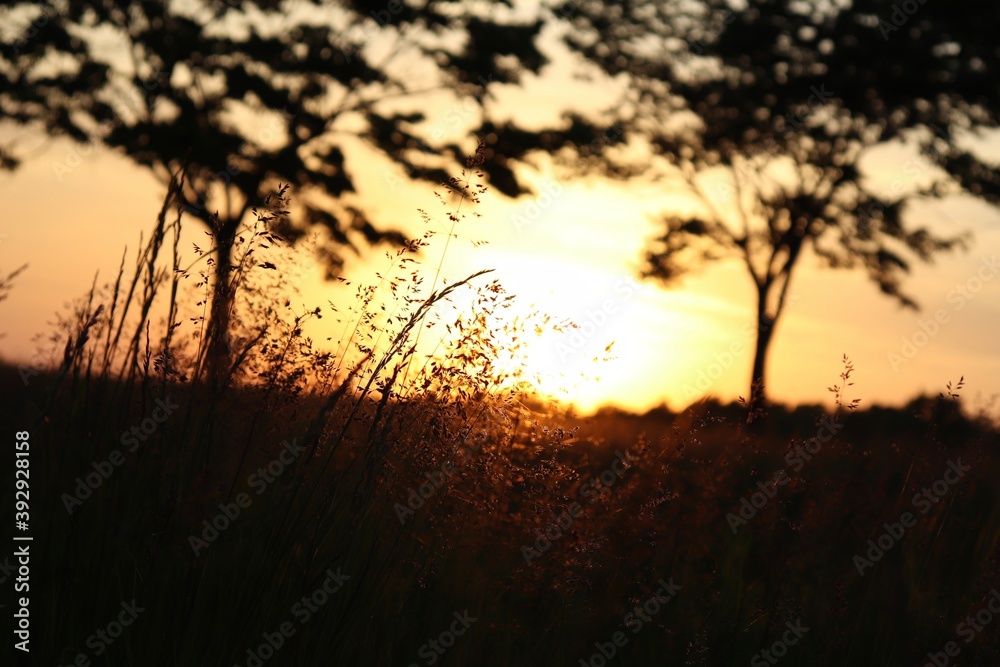 Obraz premium Sunset in the grass