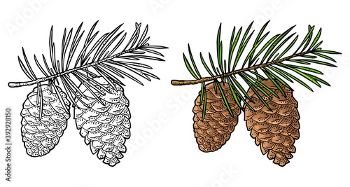 Pine cone and branch of fir tree. Vector vintage black engraving illustration.