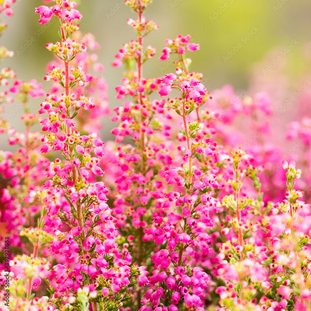 Beautiful landscape flowering Erica tetralix small pink lilac plants, shallow depth of field, selective focus photography