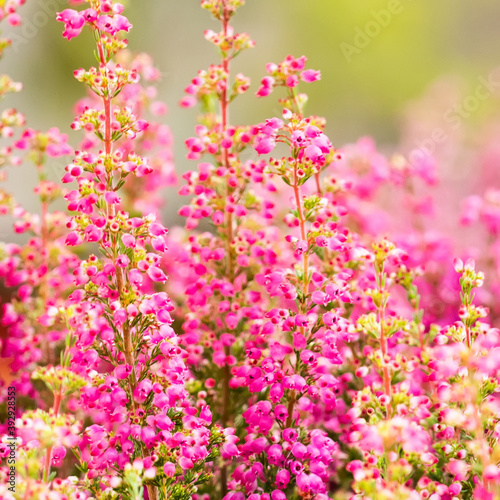 Beautiful landscape flowering Erica tetralix small pink lilac plants  shallow depth of field  selective focus photography