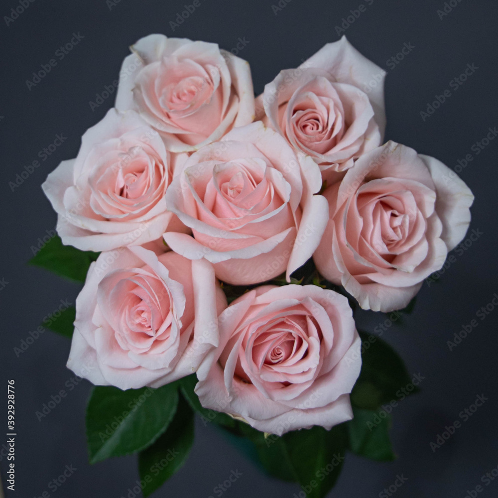 Pale pink roses novia, pink roses, novia roses, roses, bouquet of roses Pale pink roses novia, pink roses, novia roses, roses, bouquet of roses