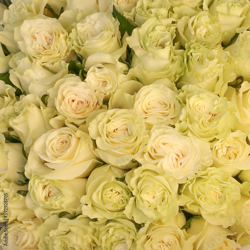 bouquet of roses  yellow green roses