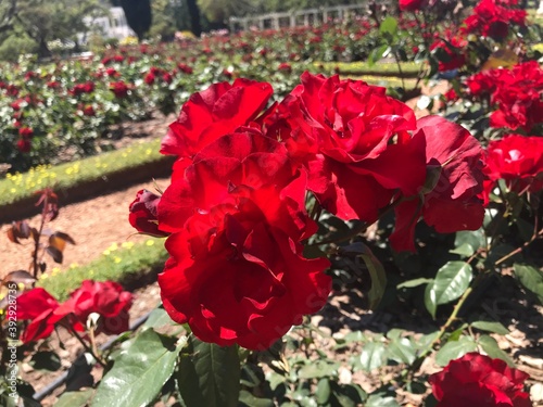 Rose Park in Palermo, Buenos Aires, Argentina.rose yellow, rose red, rose pink, rose bud close up. rose bush