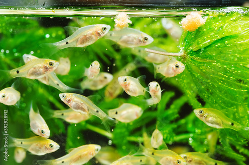 Flock of barbus fry, young aquarium fish Pethia Conchonius swim near the Ceratophyllum plant and food. Macro view, shallow depth of field photo